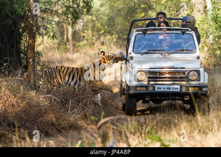 Tiger et touristsTiger ressemble de plus près les touristes sur Safari en Jeep dans la forêt indienne, l'Inde centrale Banque D'Images