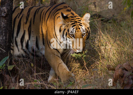 Gros plan de la tête de tigre en traversant la route en Cnetral Indian Forest, Inde Banque D'Images