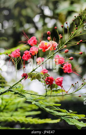 Close up of dwarf - Caesalpinia pulcherrima fleurs poinciana Banque D'Images