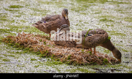 Canard colvert femelle Banque D'Images