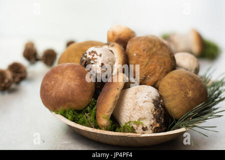 Savoureuse - porcini cèpes frais muchrooms chêne, de haute qualité, prête à cuire avec le riz, les pommes de terre et dans la soupe Banque D'Images