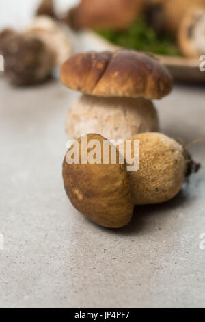 Savoureuse - porcini cèpes frais muchrooms chêne, de haute qualité, prête à cuire avec le riz, les pommes de terre et dans la soupe Banque D'Images