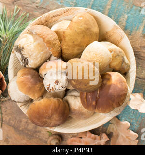 Savoureuse - porcini cèpes frais muchrooms chêne, de haute qualité, prête à cuire avec le riz, les pommes de terre et dans la soupe Banque D'Images