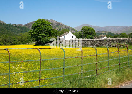 Le pré de coupe de beurre, Hall Dunnerdale, Cumbria, Angleterre Banque D'Images