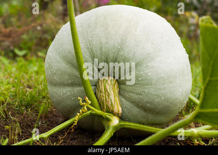 Citrouille fraîche bio. Close Up Citrouille mûre cultivée sur Potager en été. Banque D'Images