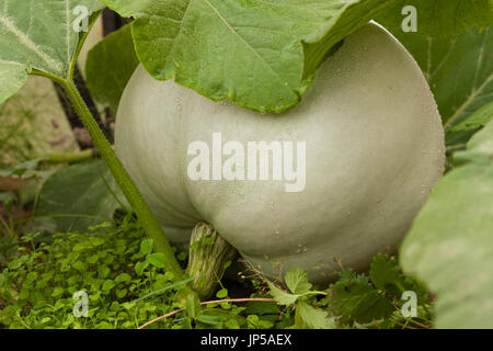 La citrouille Volga gris. Citrouille fraîche bio. Citrouille mûre cultivée sur Potager en été. Close Up. Banque D'Images