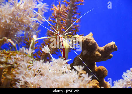 Nettoyant du Pacifique (crevettes lysmata amboinensis) sur la barrière de corail Banque D'Images