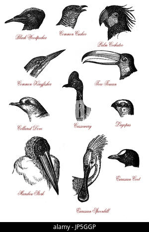 Portraits de chefs d'oiseaux sauvages : roux, le cacatoès,coucou,kingfisher,Toco Toucan, plonger,sports et loisirs,lagopus,marabou,spoonbill et foulque gravure vintage Banque D'Images