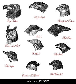 Portraits de chefs d'oiseaux sauvages : Vautour, Aigle, faucon, hibou, migratrice, Crow, fieldfare, hawfinch, muscicapa, bouvreuil, bec-croisé des sapins de la gravure vintage Banque D'Images