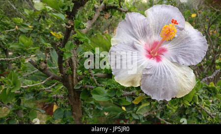 Purple White Hibiscus flower Banque D'Images