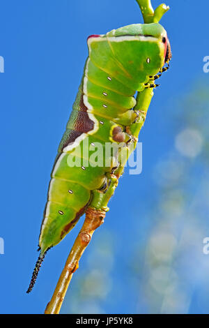 Puss moth Cerura vinula (caterpillar) Banque D'Images