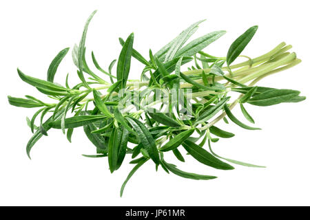 Ensemble d'Été savoureux (Satureja hortensis), frais. Clipping path Banque D'Images