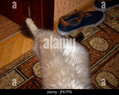 Neva Masquerade cat allongé sur le tapis, Moscou Banque D'Images