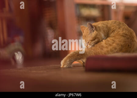 Kitty Cat Fat dormir sur le plancher Banque D'Images