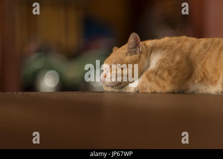Kitty Cat Fat dormir sur le plancher Banque D'Images