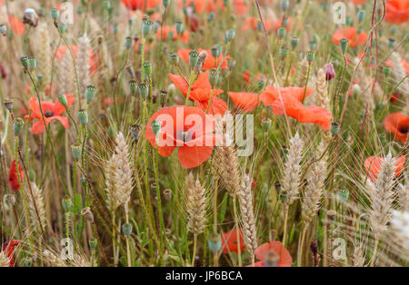 Coquelicots dans un champ de maïs près de Penhors dans le sud-ouest de la Bretagne en France. Banque D'Images