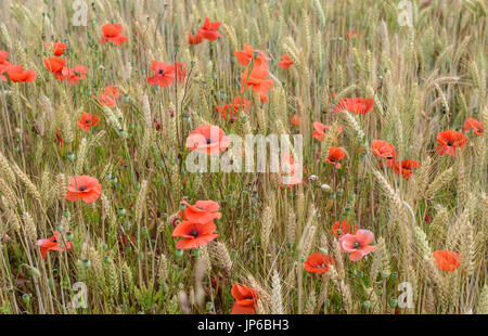 Coquelicots dans un champ de maïs près de Penhors dans le sud-ouest de la Bretagne en France. Banque D'Images