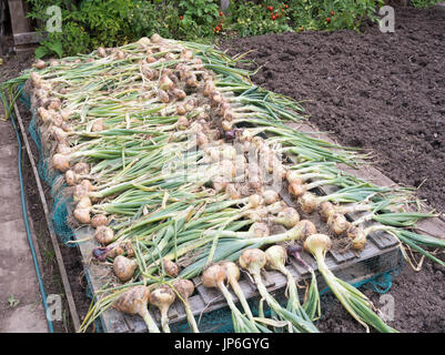 Les oignons mis à sécher sur un allotissement jardin, Angleterre du Nord-Est, Royaume-Uni Banque D'Images