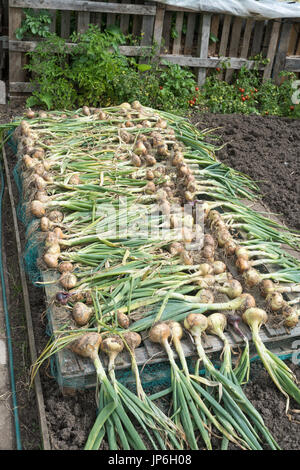 Les oignons mis à sécher sur un allotissement jardin, Angleterre du Nord-Est, Royaume-Uni Banque D'Images