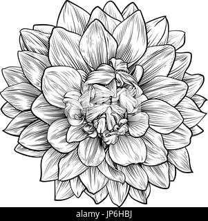 Dahlia Fleurs Chrysanthème ou gravure sur bois Illustration de Vecteur