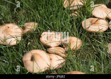 L'toadstools de ronds de sorcière sur les pelouses Banque D'Images