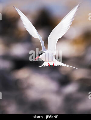 Une sterne arctique (Sterna paradisaea) planant, Shetland, UK Banque D'Images