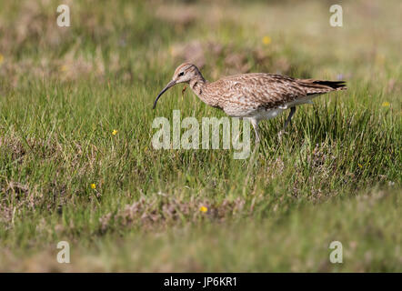 Courlis corlieu (Numenius phaeopus), Shetland, UK Banque D'Images