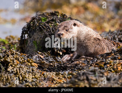 Une loutre (Lutra lutra) se détendre parmi les algues et les roches, Shetland, UK Banque D'Images