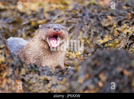 Une loutre (Lutra lutra) mangeant une grande Lumpsucker c'est juste pris, Shetland, UK Banque D'Images