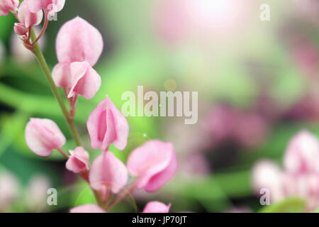 Antigonon Leptopus fleurs Banque D'Images