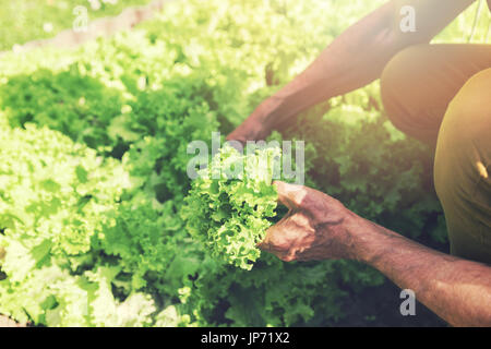 Man picking fresh laitue du lit de jardin Banque D'Images