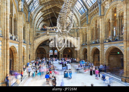 Foule de gens, les visiteurs d'admirer le squelette de rorqual bleu, nommé espoir, suspendu au plafond de Hintze Central Hall, Natural History Museum London Banque D'Images