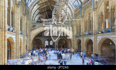 Foule de gens, les visiteurs d'admirer le squelette de rorqual bleu, nommé espoir, suspendu au plafond de Hintze Central Hall, Natural History Museum London Banque D'Images