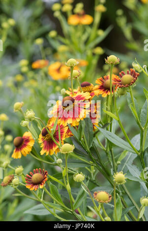 Helenium autumnale 'Sunshine' mixtes hybrides. Sneezeweed fleurs Banque D'Images