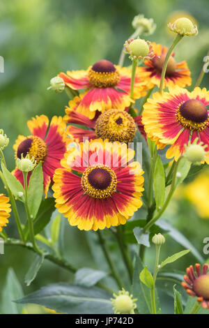 Helenium autumnale 'Sunshine' mixtes hybrides. Sneezeweed fleurs Banque D'Images