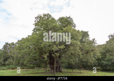 Le Major Oak Banque D'Images