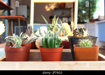 Cactus en coffret bois Banque D'Images