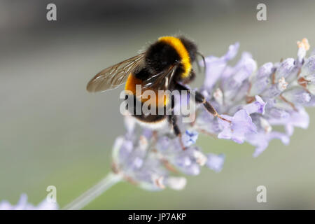 Bumblebee en quête de nectar sur l'usine de lavande Banque D'Images