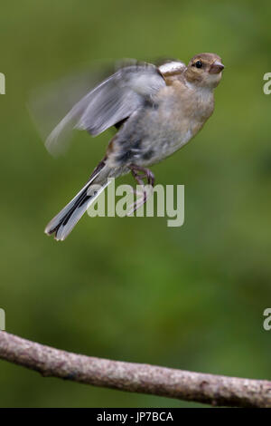 (Fringilla coelebs chaffinch femelle) en vol, Dorset, UK Banque D'Images