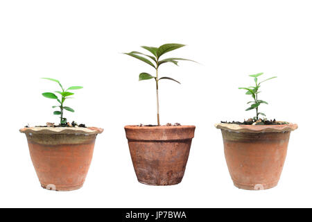 Arbres en pots sur des Banque D'Images