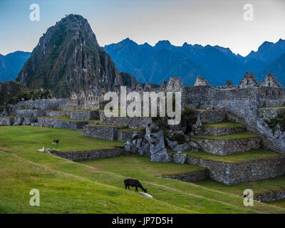 La transhumance dans les lamas Machu Picchu à l'aube, Pérou Banque D'Images