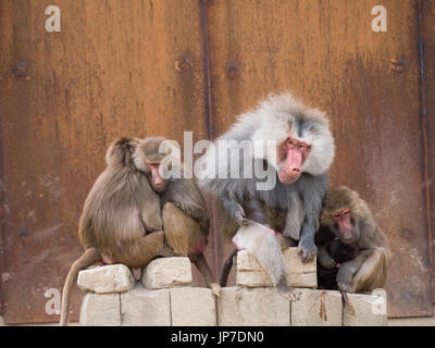 De la famille des babouins hamadryas avec alpha male assis au milieu Banque D'Images