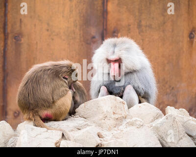 Homme et femme hamadryas baboon assis sur un rocher Banque D'Images