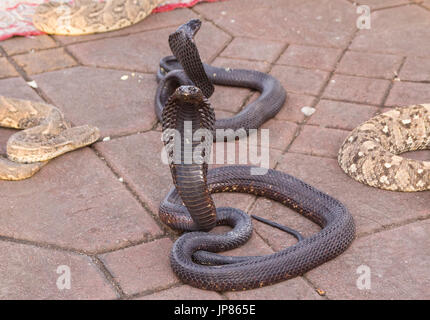 Les serpents à la place Jemaa el Fnaa marrakech Banque D'Images