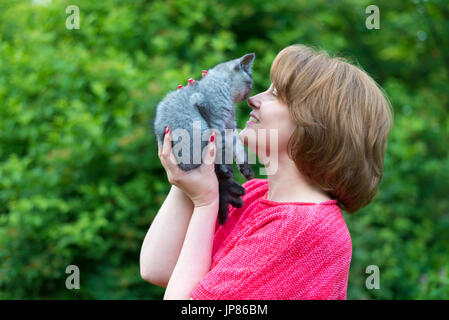 Une femme tient un chaton pur-sang. Scottish Straight Banque D'Images