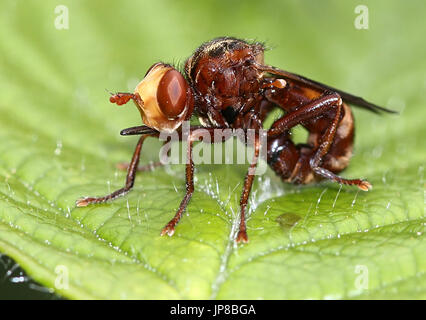 Commune européenne à tête épaisse Fly (Sicus ferrugineus - Conopidae) Banque D'Images