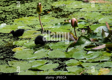 Baby moor femelles au bassin Banque D'Images