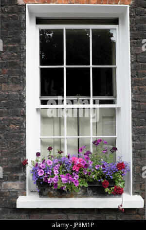 Boîte de fenêtre remplie de pélargoniums rouge foncé et de pétunias roses, mauves, violettes lobelia sur Colebrooke Row Islington Londres N1 Angleterre KATHY DEWITT Banque D'Images