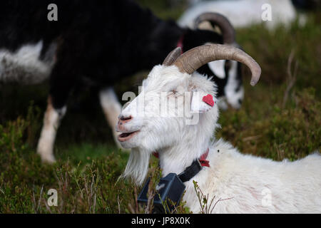 Portrait de chèvre blanc mange de l'herbe Banque D'Images