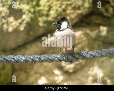 La White-eared Bulbul (Pycnonotus leucotis) Banque D'Images